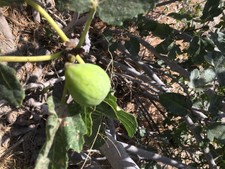 Delicious Fig Trees Ficus Carica Var. PAJARERO 3 fresh cuttings