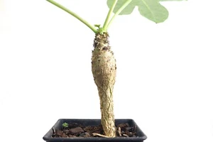 Jatropha podagrica , caudiciform , caudex plant , Buddha belly plant 116 - Picture 1 of 9