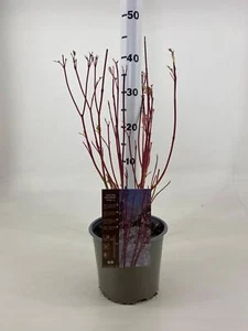 Hartriegel, (Cornus alba), Sorte: Baton Rouge, im 19cm Topf, ca. 50cm hoch - Bild 1 von 2