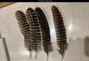 Wild Turkey Schwungfedern Räucherfeder - Bild 1 von 1