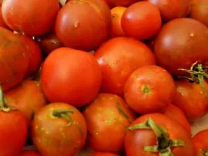 Semi di pomodoro Guernsey cimelio non OGM impollinato aperto - Foto 1 di 12