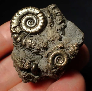 Pyrite Eoderoceras multi-ammonite fossil (39 mm) Jurassic Coast crystals mineral - Picture 1 of 8