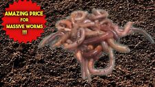 Live EARTH WORMS/ FISHING BAIT/ REPTILE FOOD/ COMPOSTING/ XL 100 grams.