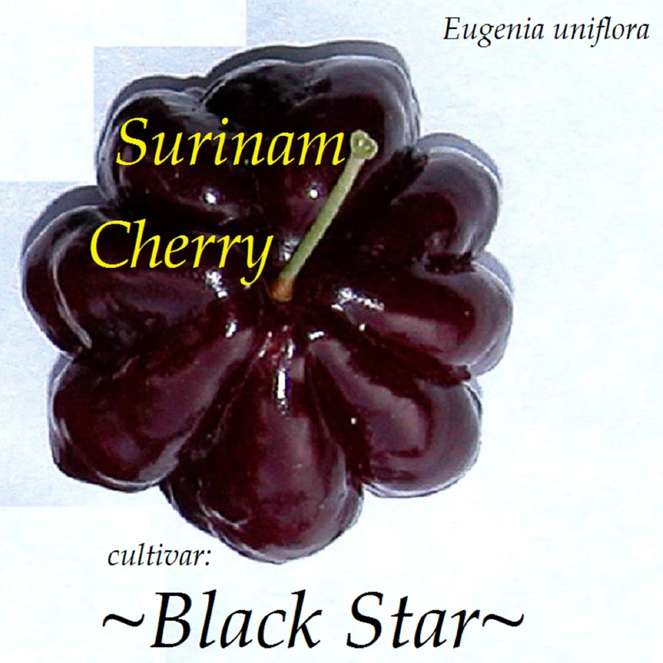 ~BLACK STAR~ cv Surinam Cherry Fruit Tree Eugenia uniflora Live potd 2-3ft Plant - Image 1 of 4