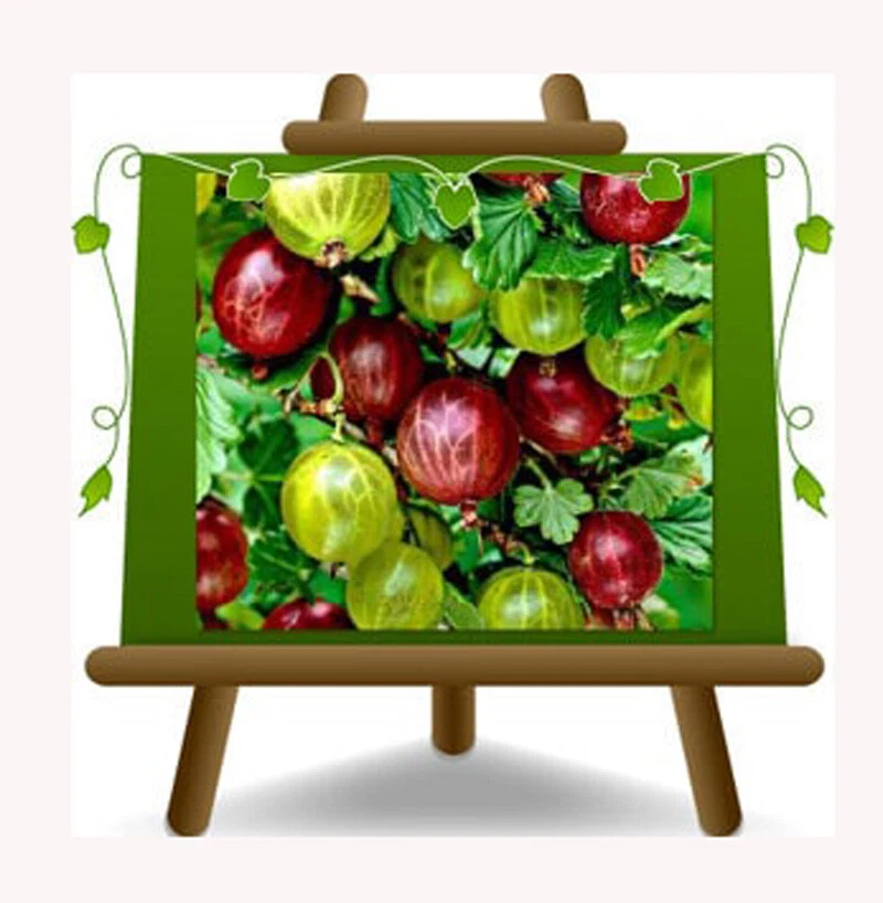 Uva Spina Rossa Pianta da frutto antico  su vaso da 20  2 anni - Immagine 1 di 1