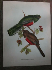 Trogon Collaris Collared Trogon Birds Art Print Poster Interior Decor - Picture 1 of 9