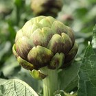 Artichoke Seeds  - Green Globe - Vegetable seeds - USA Grown -Non GMO