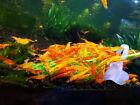 10 +1 Orange Sunkist - Freshwater Neocaridina Aquarium Shrimp. Live Guarantee