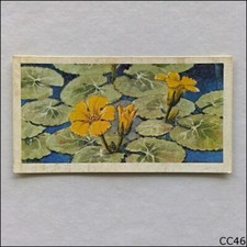 Brooke Bond Tea Card Wild Flowers Series 3 1964 #37 Fringed Water Lily (CC46)