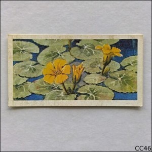 Brooke Bond Tea Card Wild Flowers Series 3 1964 #37 Fringed Water Lily (CC46)