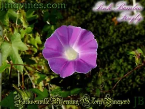Luciérnaga de bambú rosa Japonesa Morning Glory 6 unidades - Imagen 1 de 12