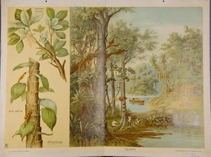Wall Chart School Map Art Print Botany Pepper and Rubber - Picture 1 of 2
