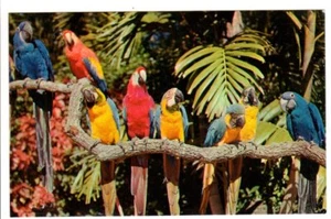 Vintage Postkarte Post 1979 Genießen Sie den exotischen Vogel Revue Floridas Zypressengarten - Bild 1 von 2