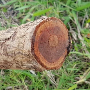 980 Gram Sappan Wood Kayu Secang Wild Harvest from Java Indonesia - Imagen 1 de 6