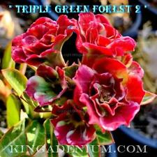 ADENIUM OBESUM DESERT ROSE " TRIPLE GREEN FOREST 2 " 50 SEEDS FRESH NEW HYBRID