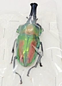 BEAUTIFUL PAIR Phalacrognathus muelleri, rainbow beetle male 62 mm, Australia,A1 - Picture 1 of 8
