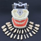 Kilgore Nissin 200 Type Dental Typodont Model 28pcs Replacement Teeth Practice