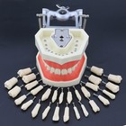 Kilgore Nissin 200 Type Dental Typodont Model 28pcs Replacement Teeth Practice 