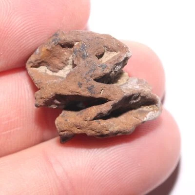 FÓSIL DE CONO DE PINO METASEQUOIA - Formación Hell Creek Cretácico - DULCE PARCIAL Foto 1 de 4