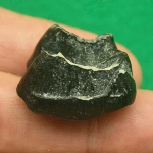 DENTE DI TAPIRO FOSSILE FOSSILIZZATO ERA GLACIALE FLORIDA ROCCIA ricerca storica mammifero  - Foto 1 di 4