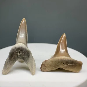 Pair of Colorful Fossil Isurus praecursor EXTINCT MAKO Shark Teeth - Kazakhstan - Picture 1 of 2