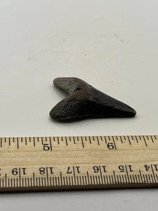 1.5” Mako Shark Tooth Fossil from NC Coast V12 - Picture 1 of 4