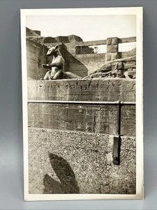 Brown Bear At London Zoo Real Photo Unused - Picture 1 of 2