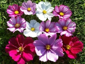80001070 Zwerg Cosmea Mix Schmuckkörbchen Cosmos 15 Samen - Bild 1 von 1