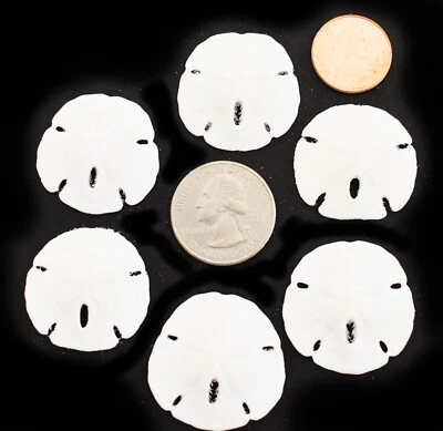 6 White Round Florida Sand Dollars (Size: 1 1/2"- 2") Coastal Art Crafts Decor - Image 1 of 4