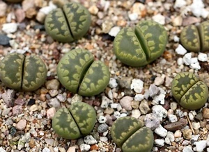SEEDS - Lithops otzeniana 'Aquamarine' 30seeds C128A - Picture 1 of 2