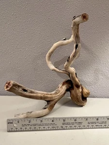Manzanita Wood, Burnt Driftwood, Reptile Tank Decor,  aquascape, Terrarium - Picture 1 of 2