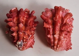 Sea Shell Cardita crassicosta 2 piezas. 39mm y 45mm, gema, bonito cuerpo de color, perfecto - Imagen 1 de 5