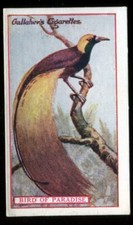 Tobacco Card,Gallaher,ANIMALS & BIRDS OF COMMERCIAL VALUE,1921,Bird Paradise,#21
