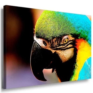 Papagei Leinwandbild AK Art Bilder Mehrfarbig Wandbild Top Geschenk XXL - Bild 1 von 1