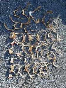 Huge Lot Of Whitetail Deer Antler Rack Horn Skull Plate Decor Man Cave About 36 - Picture 1 of 13