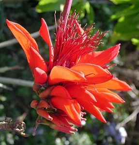 Erythrina Arborescens 100 Seeds, Flowering CORAL Tropical Shrub or Tree - Picture 1 of 4