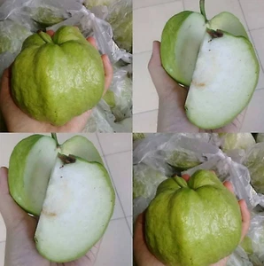 Grafteed Seedless White Crystal Guava Fruit Tree Free Phitosanitari - Picture 1 of 5