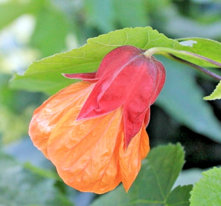 Abutilon Apricot Live Plant - 4 to 6 Inch Tall - Ship No Pot - Bell Hibiscus - Image 1 of 4