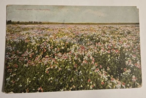 Antike gebrauchte Postkarte Ist-Zustand Feld der süßen Erbsen Kalifornien ca XL4 - Bild 1 von 6