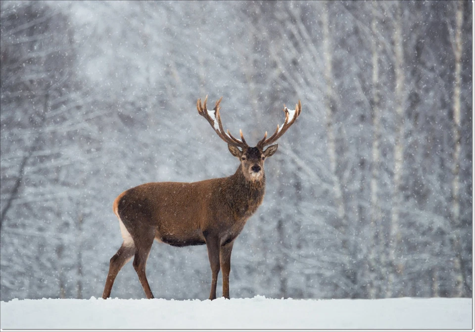 Doodlecards Pack of 10 Christmas Cards Red Deer Stag in the Snow