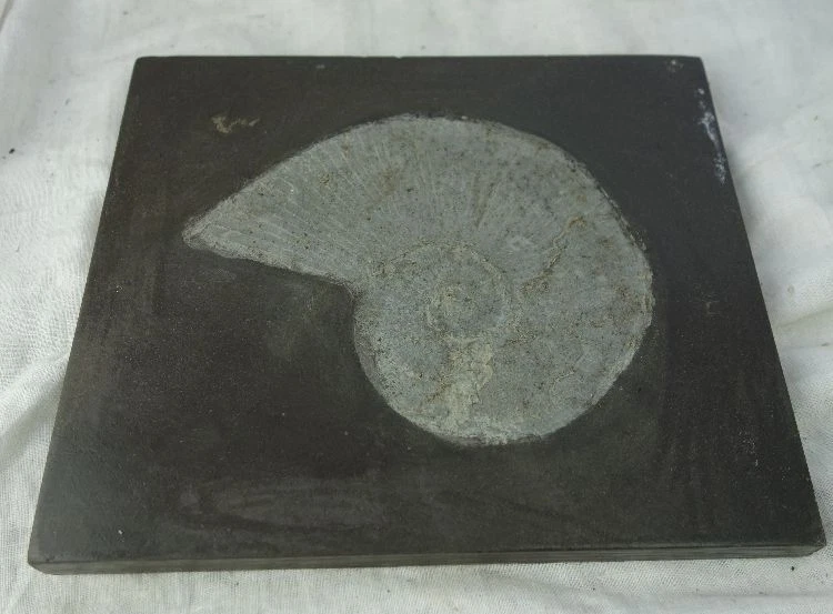 Versteinerung Fossil Schnecke Schiefer aus Sammlung #3 - Bild 1 von 1