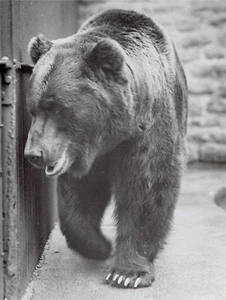 1936 Vintage Photo Brown Bear Animal roaming his home at Belle Isle Zoo Detroit - Picture 1 of 2