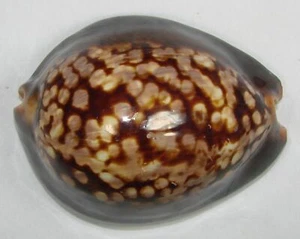 CYPRAEA MAURITIANA HAWAIIENSIS 70.30mm SUPER CHOICE SPECIMEN Kapoho, Hawai'i, HI - Picture 1 of 4