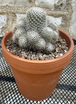 Seed Grown Mammillaria Geminispina  with many Offsets - Ships Bare Root - Image 1 of 4