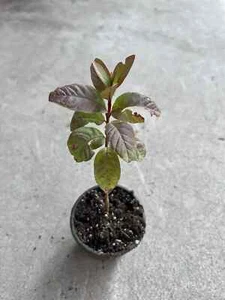 Guava Tree With Pot 8” Seedling Pink Guava Tropical Live Plant Ready To Plant - Picture 1 of 3