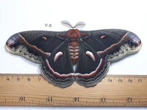  Unmounted Butterfly insects moth, Lepidoptera Saturniidae. North america Quebec - Picture 1 of 2