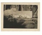 Adorable Snapsho Furry Mom And Puppies Dog White Puppy Vintage Farm Photo 1920s