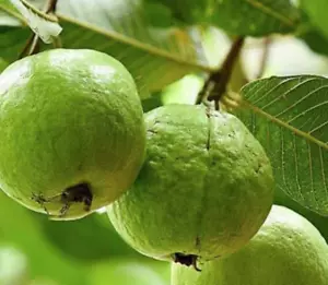 White Guava plant fruit tree producing delicious nutrition rich fruits - Picture 1 of 4