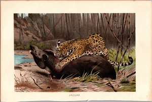 Jaguar Schlemmen von Wilhelm Kuhnert Antik Original Chromolithographie 1890er - Bild 1 von 5
