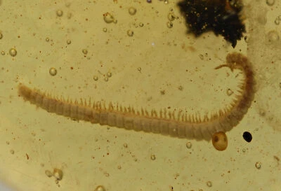 Detailed Diplopoda (Millipede), Fossil insect inclusion in Burmese Amber - Image 1 of 2